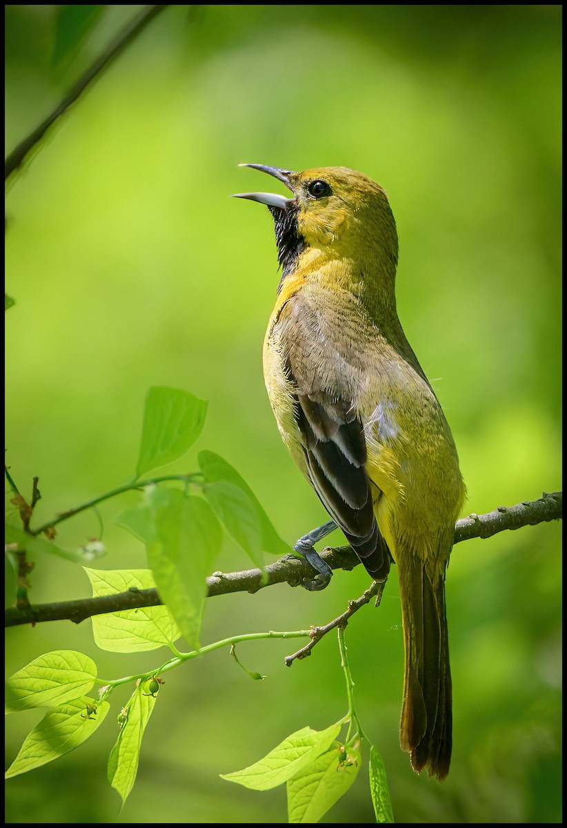 Orchard Oriole - ML586332921