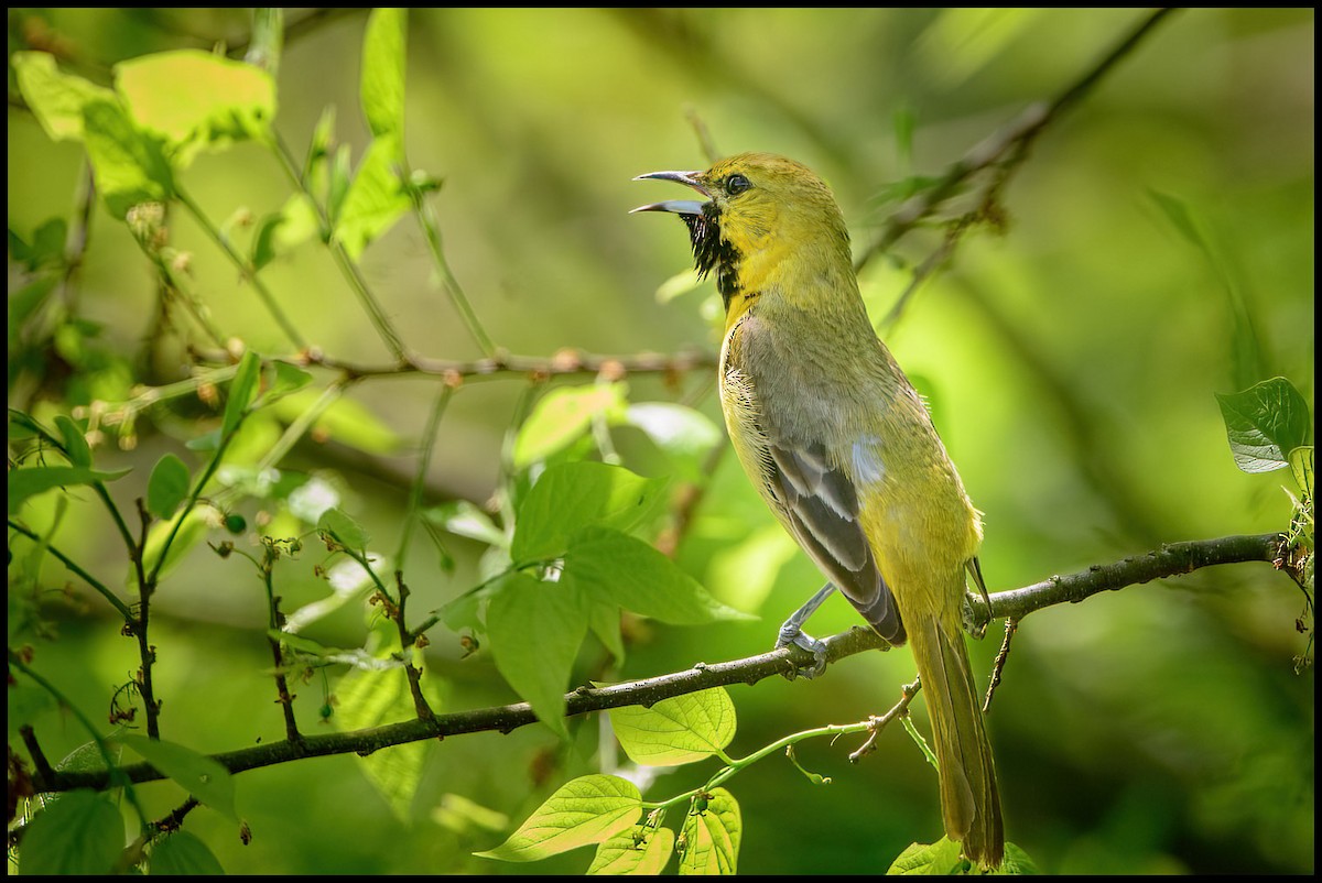 Orchard Oriole - ML586333161