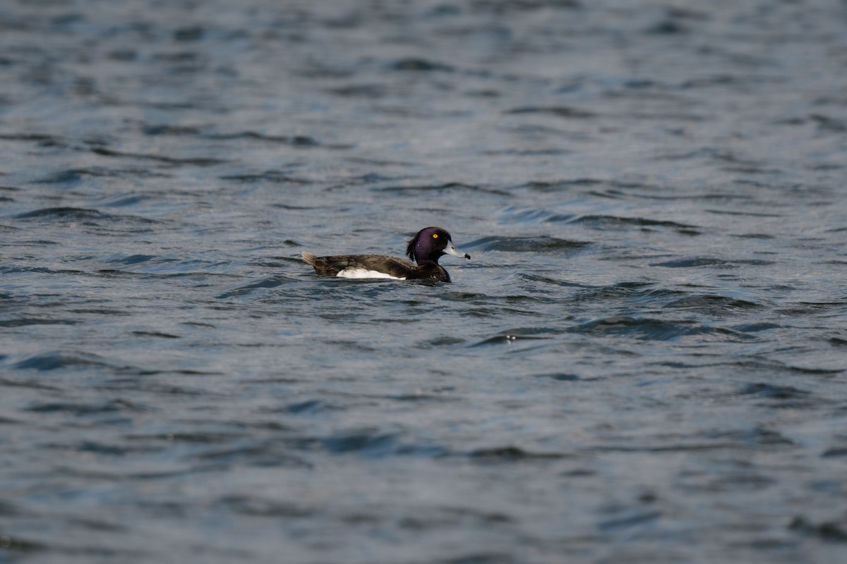 Tufted Duck - ML586334951