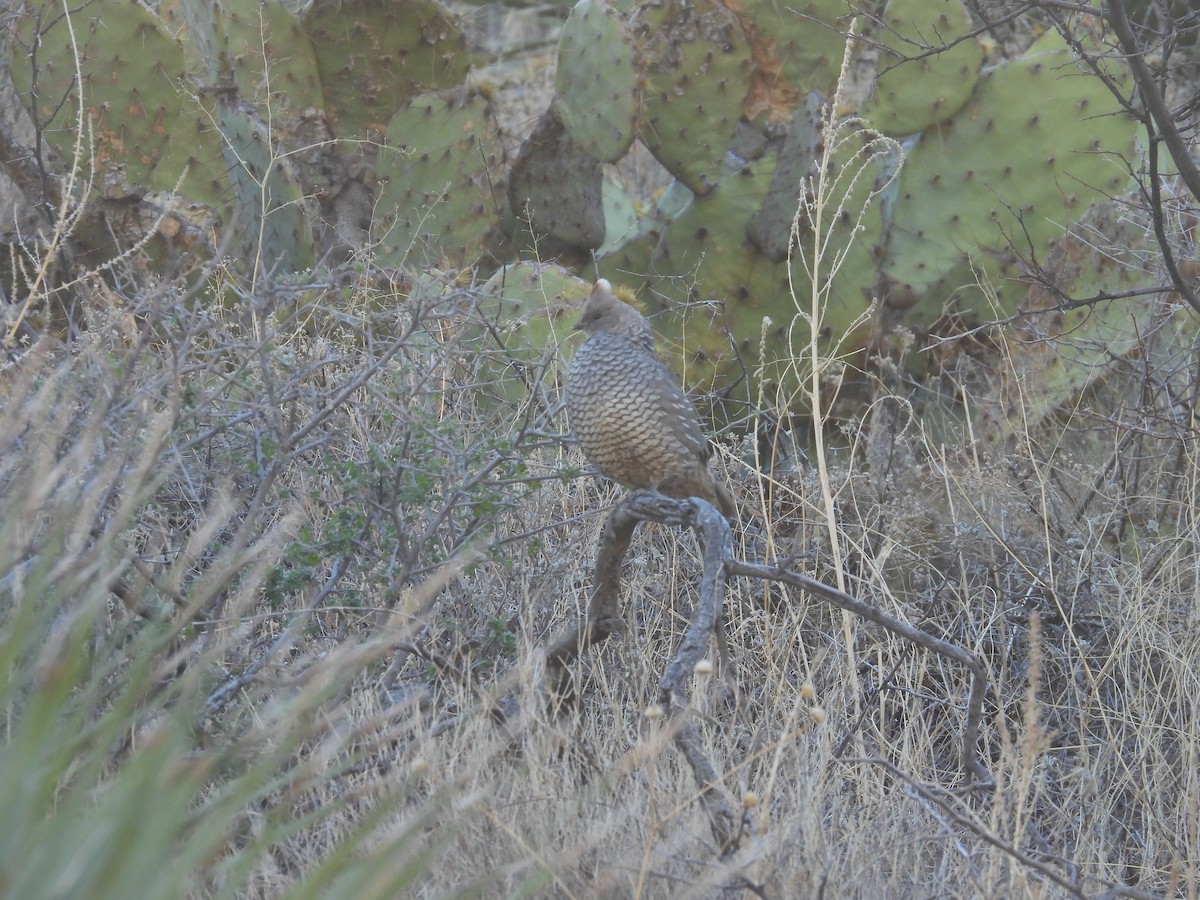 eBird Checklist 19 Jun 2023 Organ MountainsDesert Peaks NMDripping Springs NA 19 species