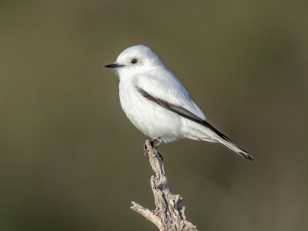 White Monjita - Xolmis irupero - Birds of the World