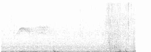 Weißbauch-Phoebetyrann - ML586343051