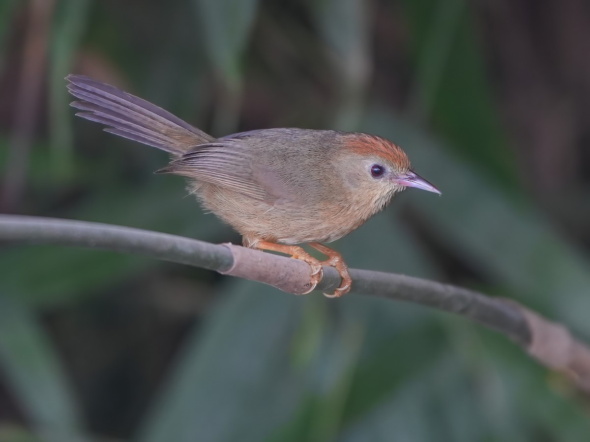 Buff-chested Babbler - Cyanoderma ambiguum - Birds of the World