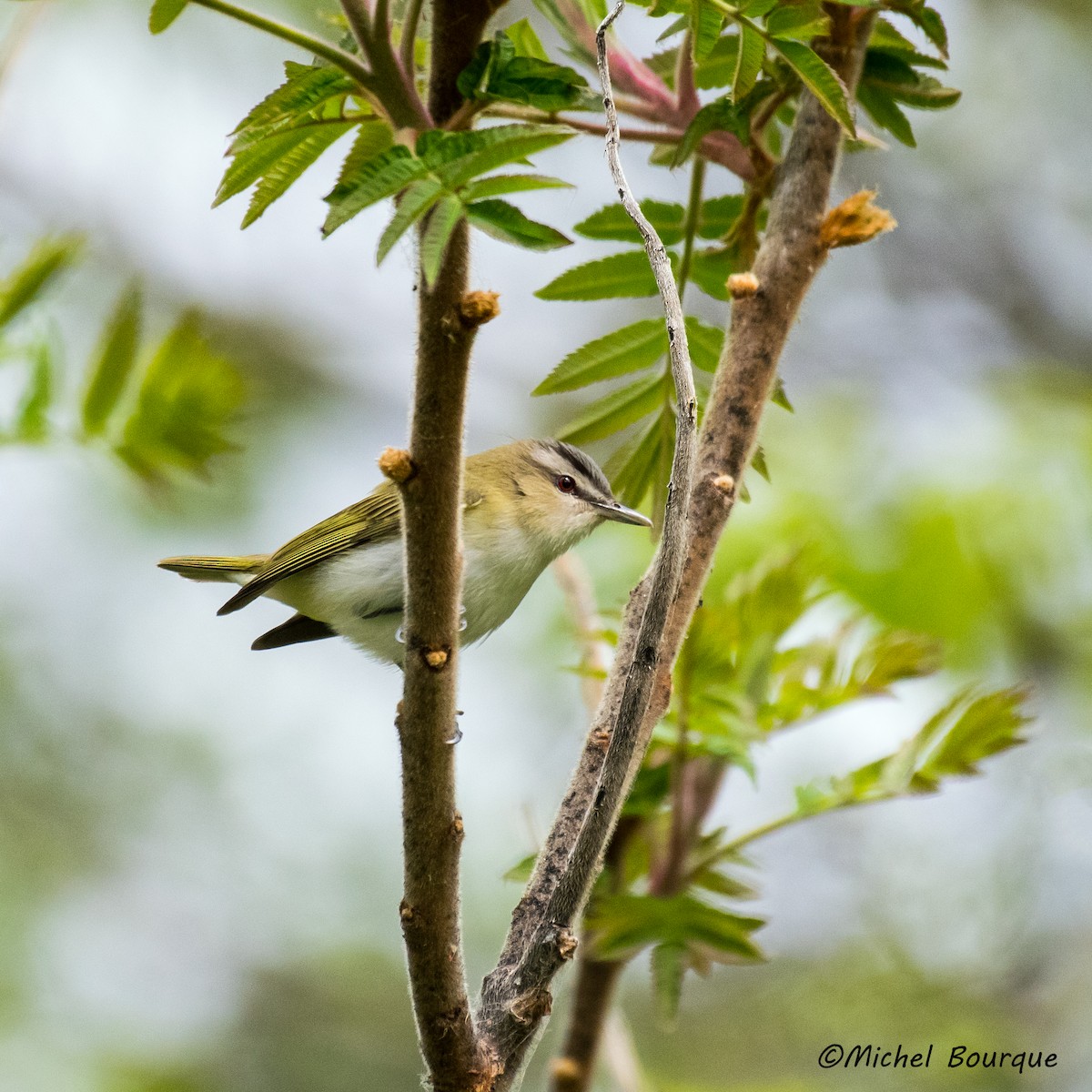 Red-eyed Vireo - Michel Bourque