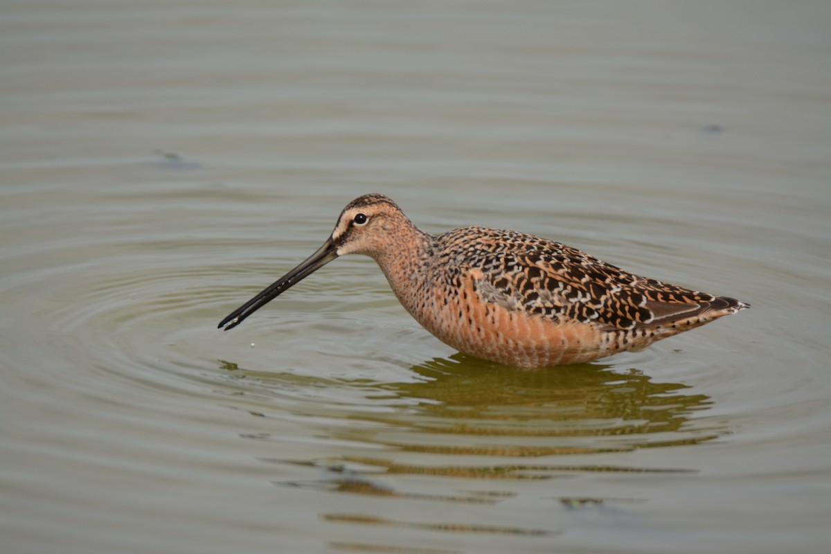 Long-billed Dowitcher - ML58634511
