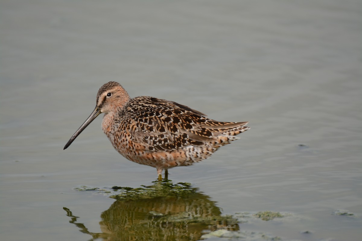 Long-billed Dowitcher - ML58634521
