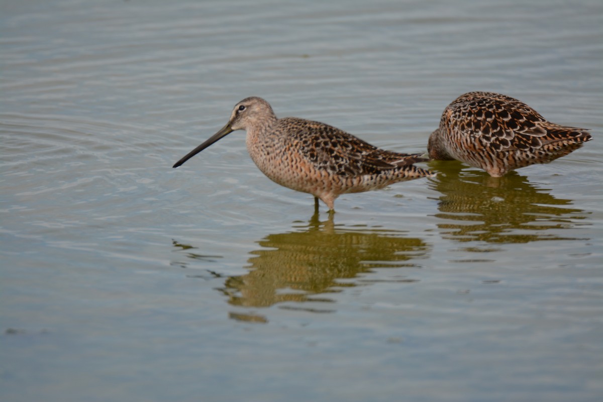 Long-billed Dowitcher - ML58634621
