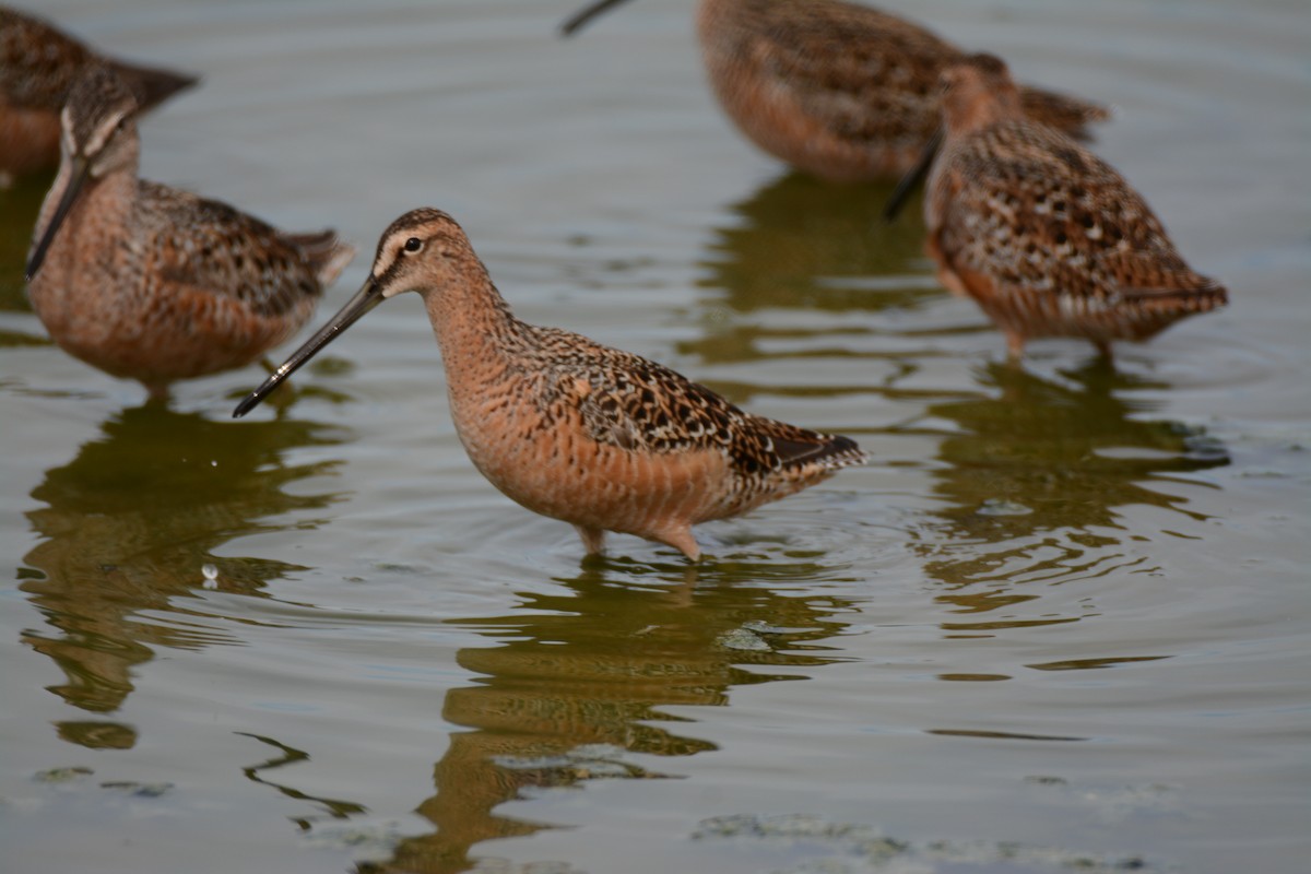 Long-billed Dowitcher - ML58634631