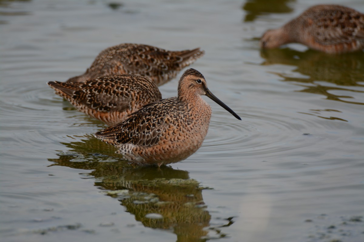 Long-billed Dowitcher - ML58634641