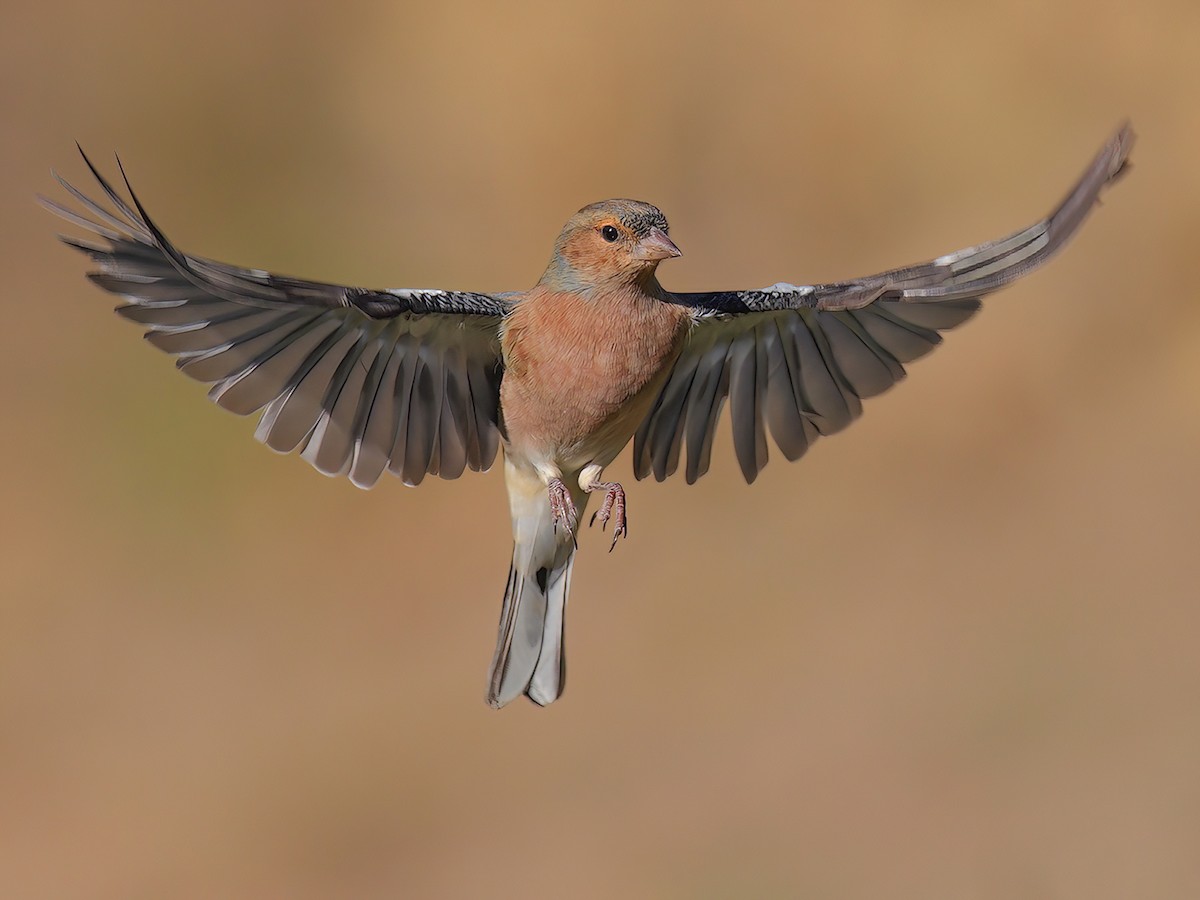 Common Chaffinch - Fringilla coelebs - Birds of the World