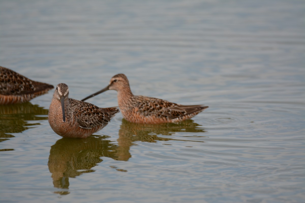 Long-billed Dowitcher - ML58634711