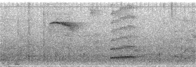 Серогрудый крючкоклюв - ML58634741