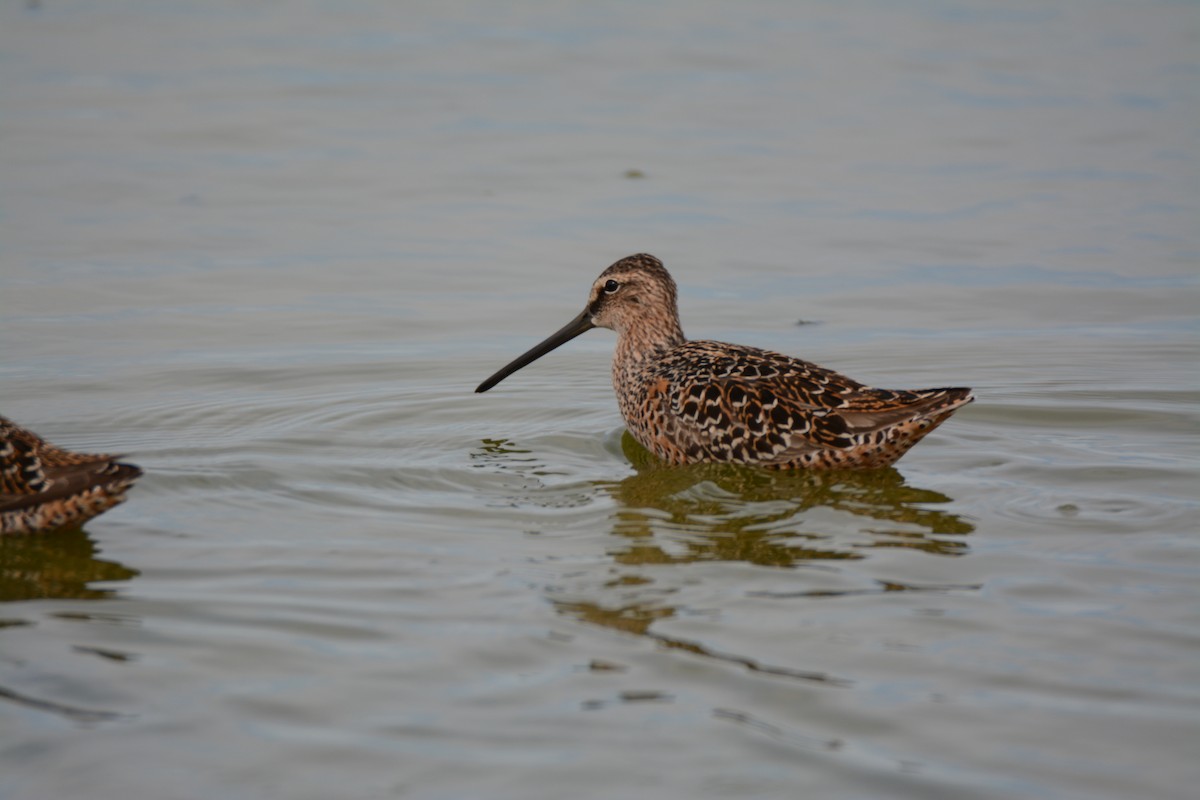 Long-billed Dowitcher - ML58634751