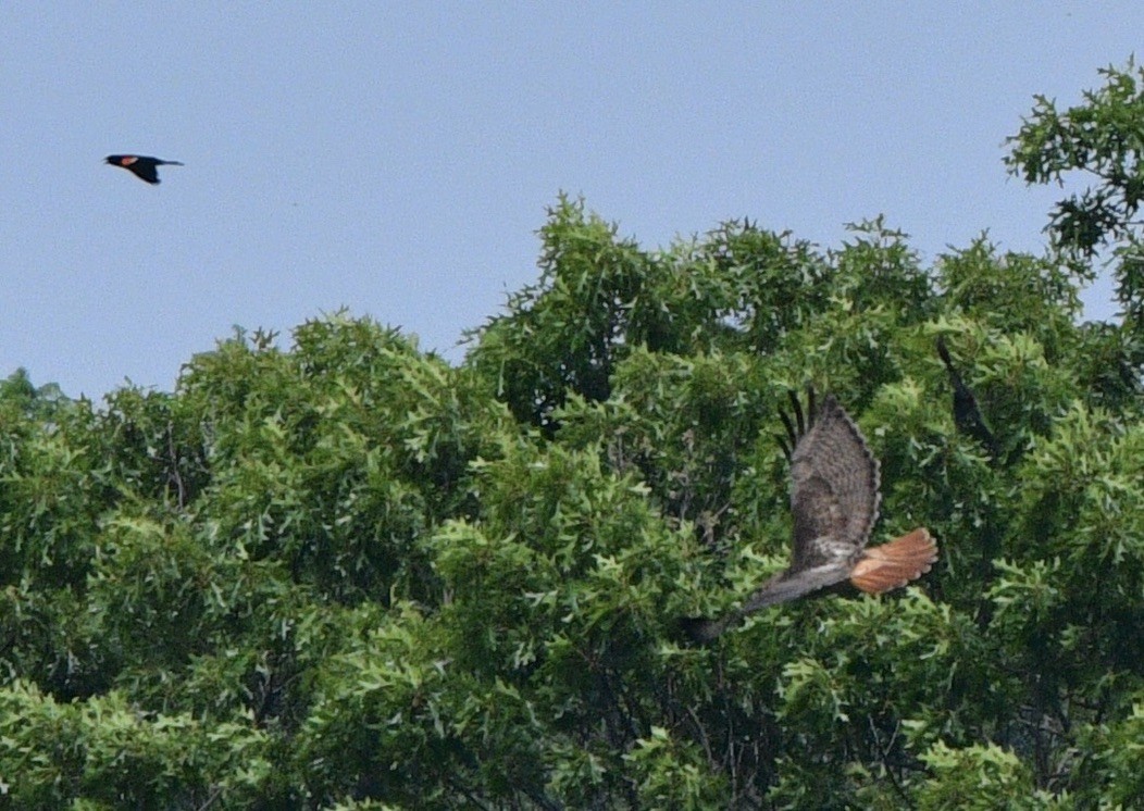 Red-tailed Hawk - ML586347991