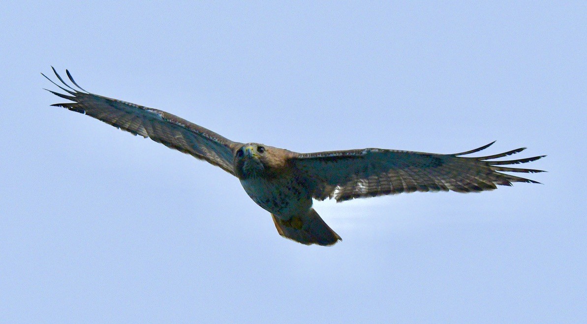 Red-tailed Hawk - ML586348321