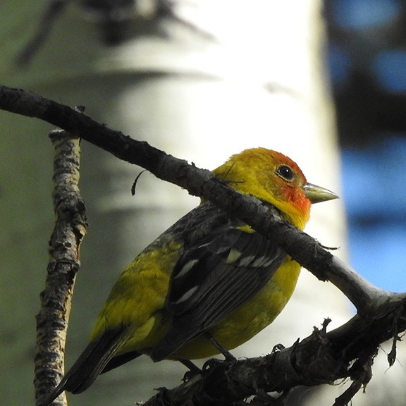 Western Tanager - ML586348401