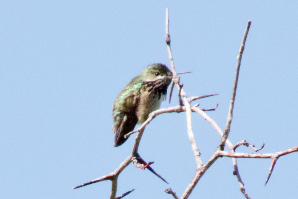 Calliope Hummingbird - Hobart Collins