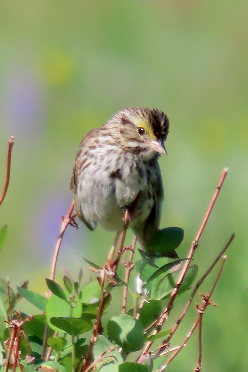 Savannah Sparrow - ML586349901