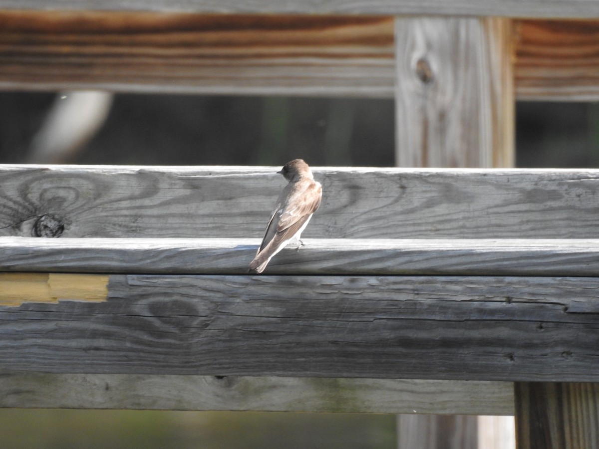 Northern Rough-winged Swallow - ML58636121