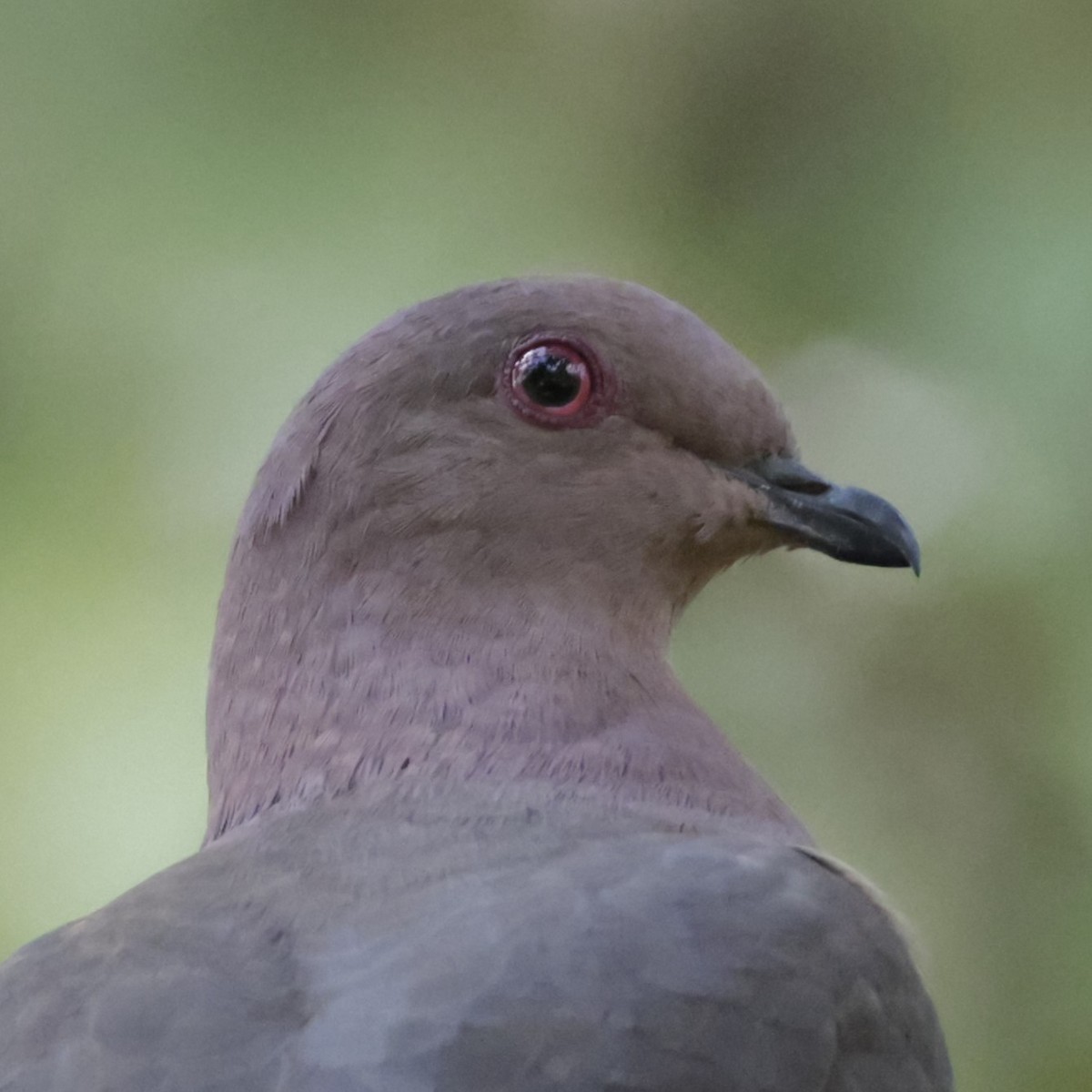 Short-billed Pigeon - ML586365021