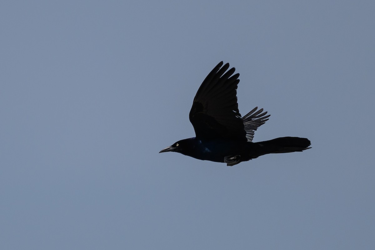 Boat-tailed Grackle - ML586365811