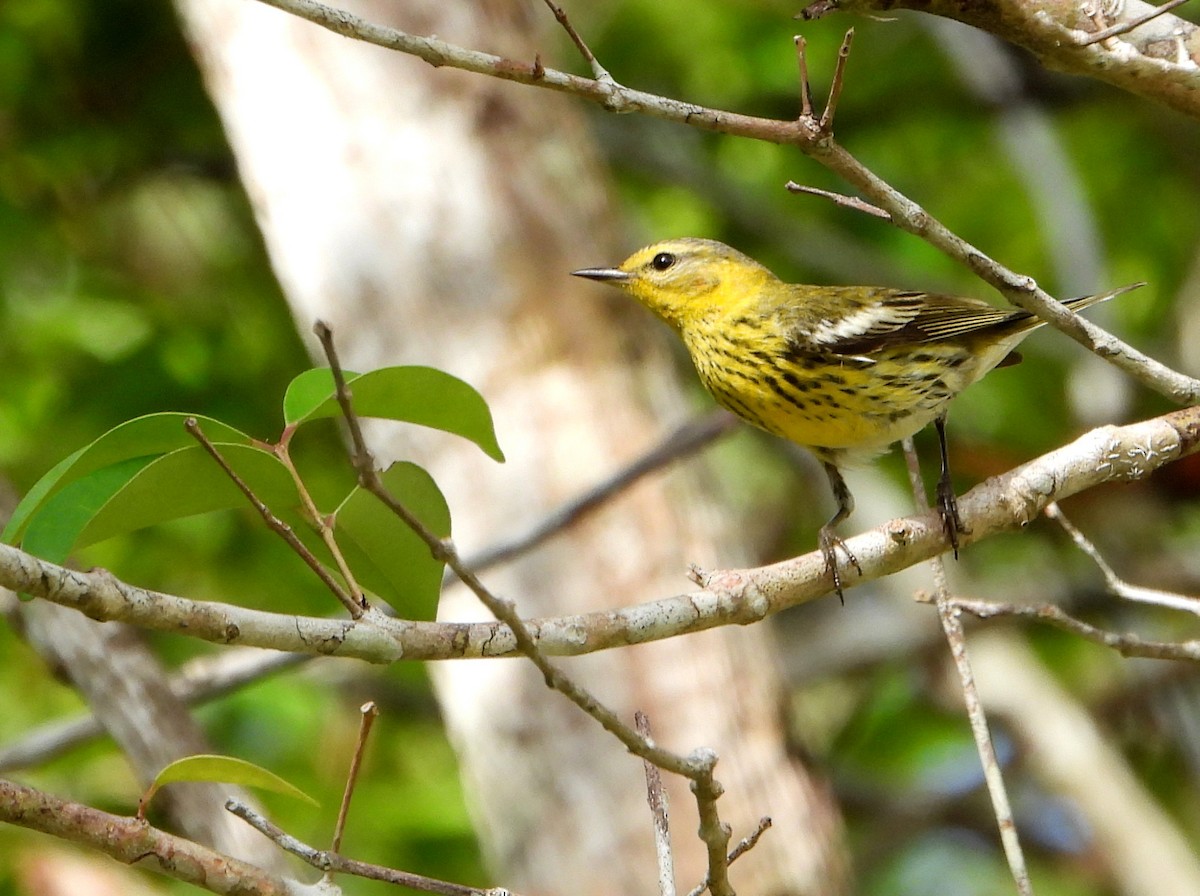 Cape May Warbler - ML586365891