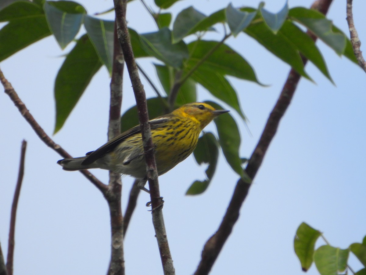 Cape May Warbler - ML586365901
