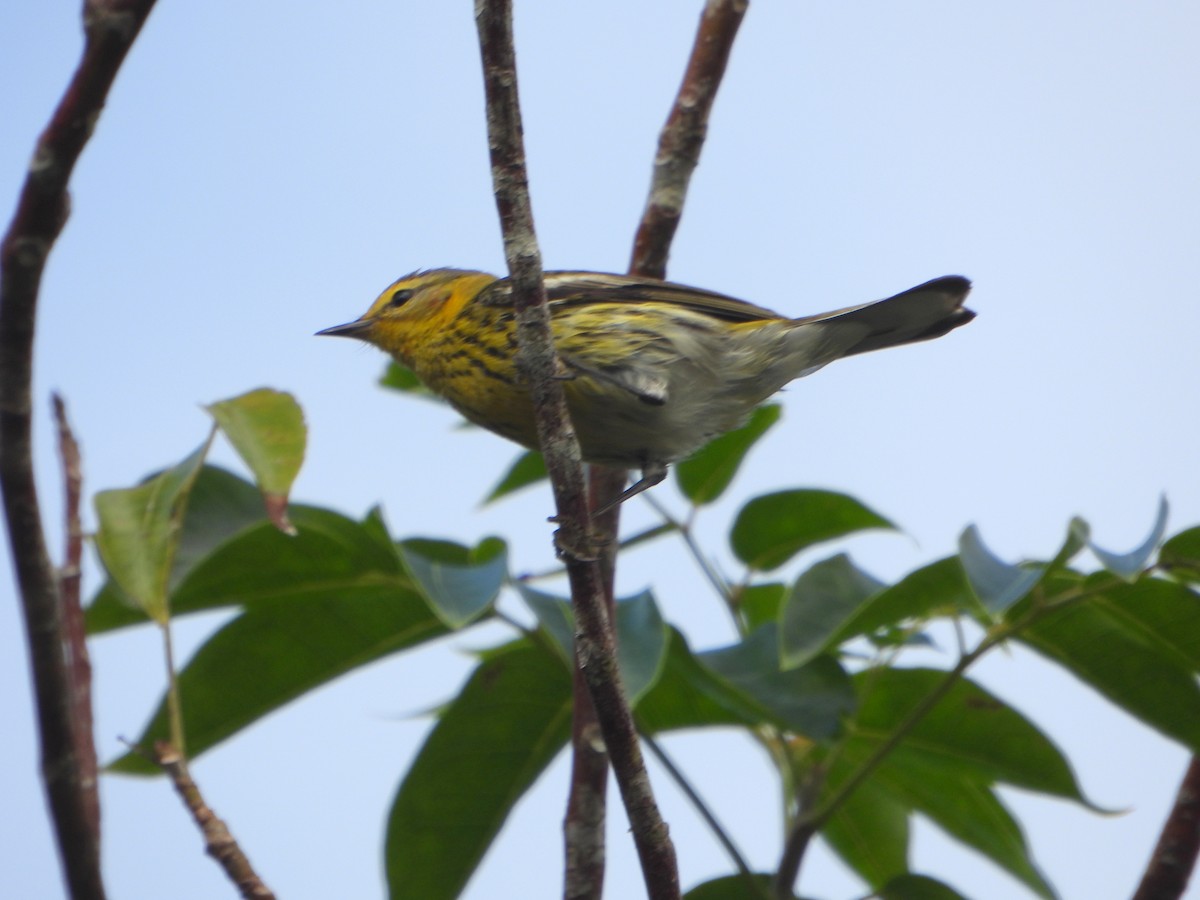 Cape May Warbler - ML586365911