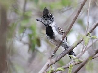  - Black-crested Antshrike