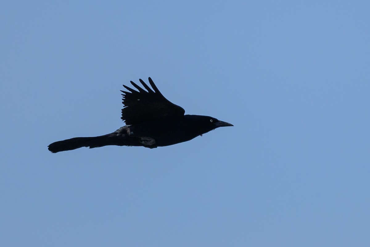 Boat-tailed Grackle - ML586367481