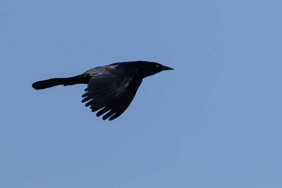 Boat-tailed Grackle - ML586367491