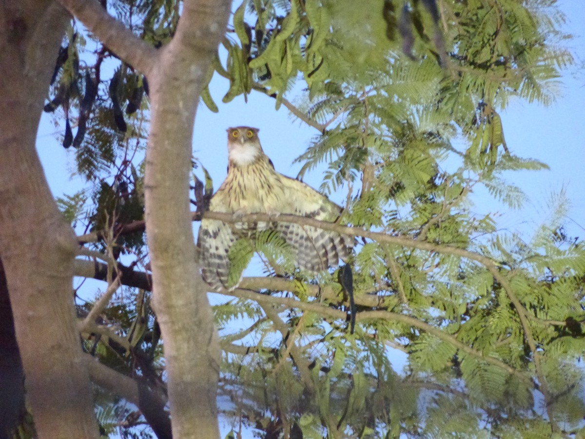 Philippine Eagle-Owl - ML586368671