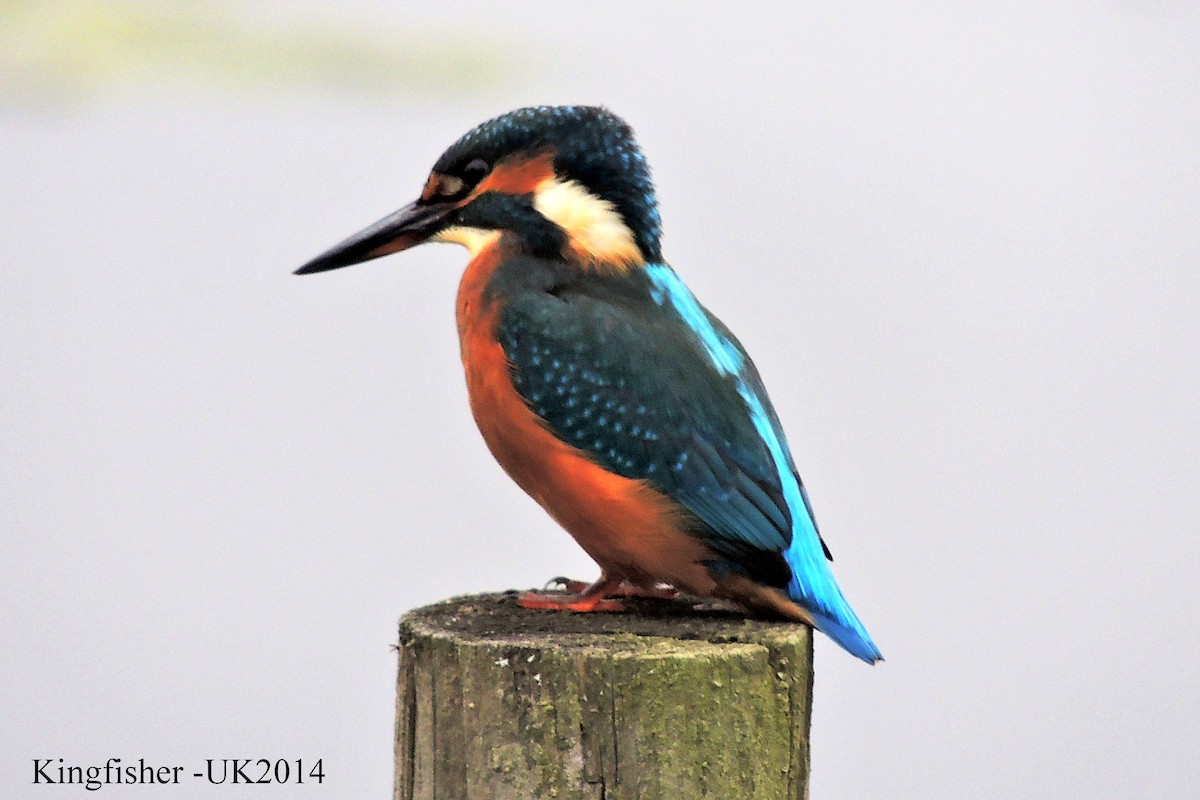 Common Kingfisher - Alan Green