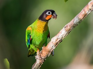 Orange-cheeked Parrot - Pyrilia barrabandi - Birds of the World