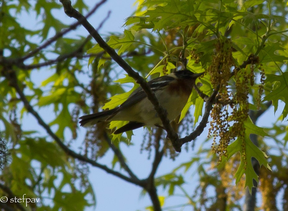 Bay-breasted Warbler - ML58637521