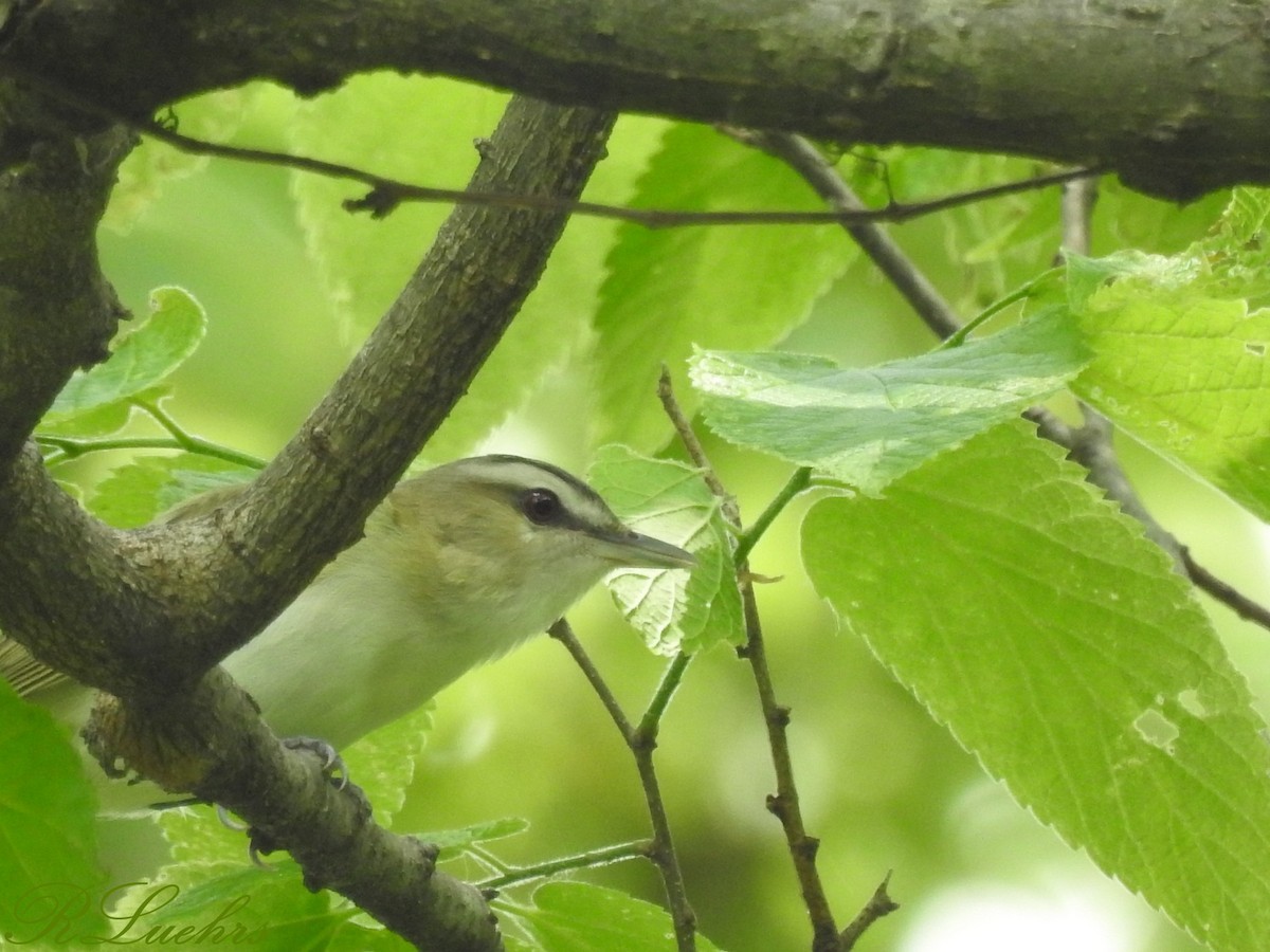 Red-eyed Vireo - Rick Luehrs