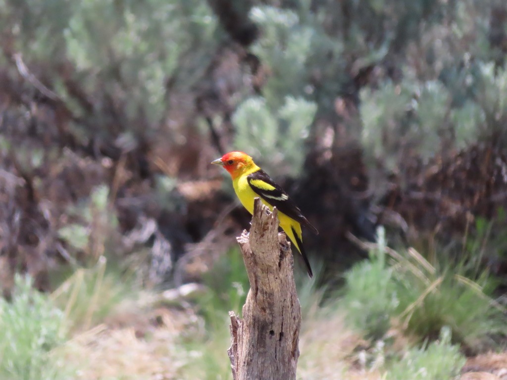 Western Tanager - ML586377211