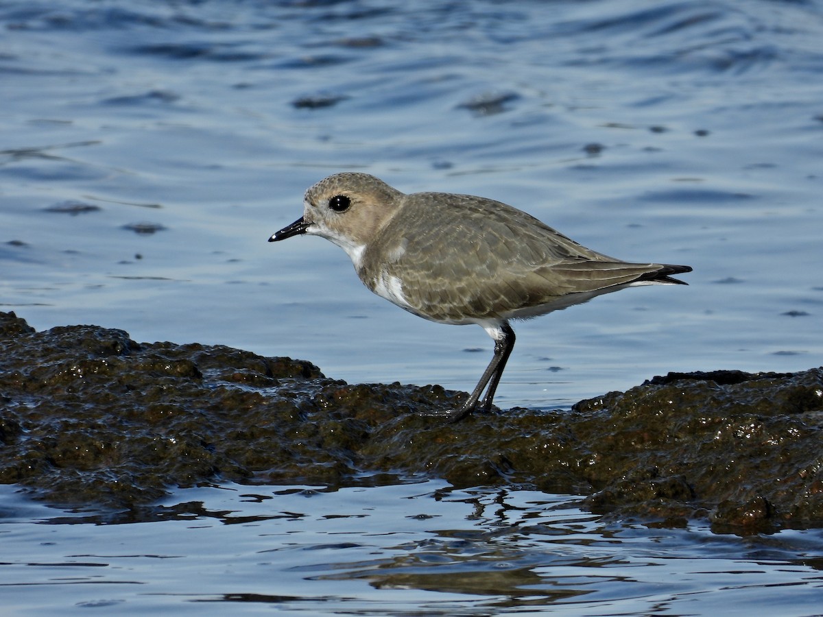 Two-banded Plover - ML586381431