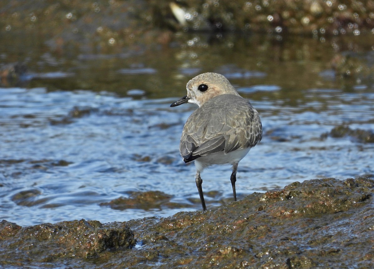 Two-banded Plover - ML586381471