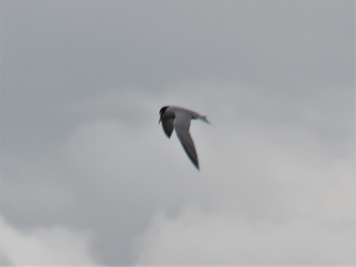 eBird Checklist 19 Jun 2023 Bolton Flats WMABolton 33 species