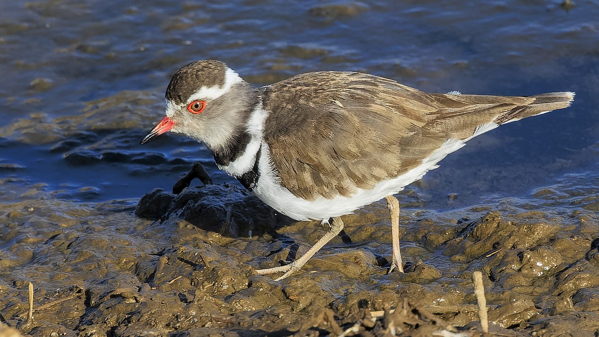 Three-banded Plover - ML586387601