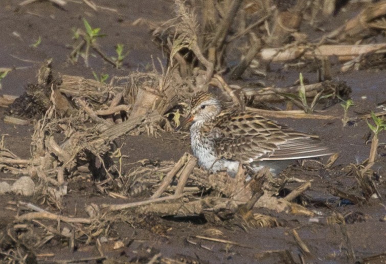 White-rumped Sandpiper - Kenny Younger