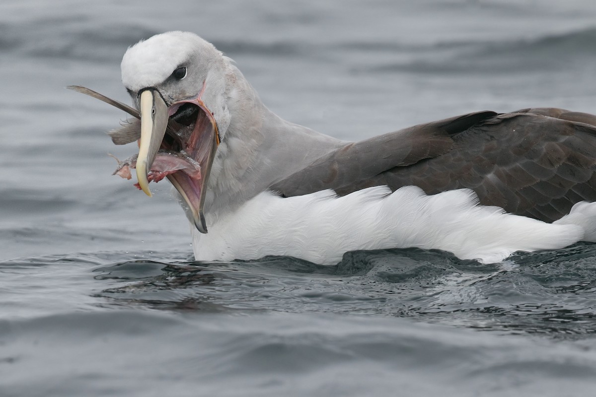 albatros snarský - ML586392141