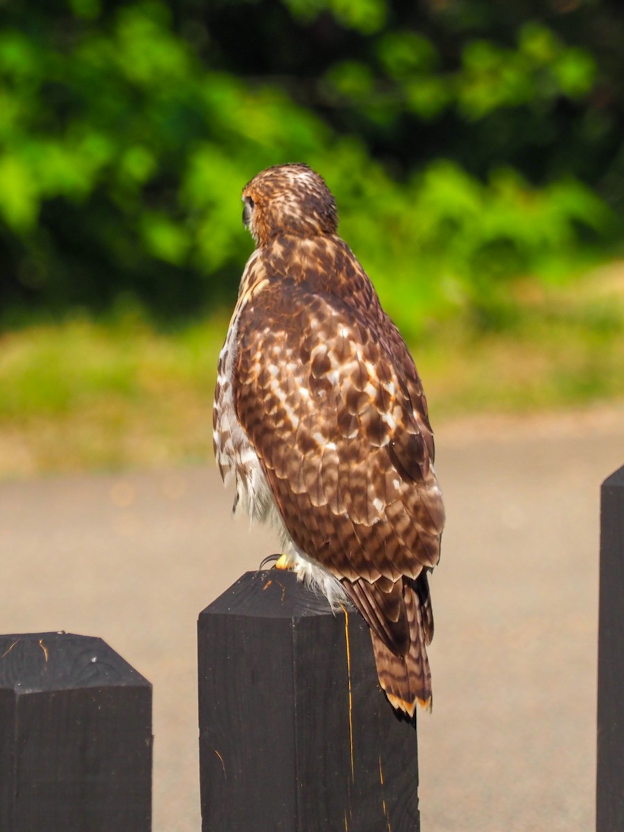 Red-tailed Hawk - ML586394471