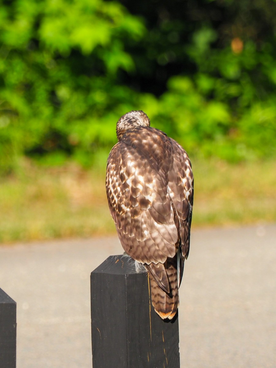 Red-tailed Hawk - ML586394501