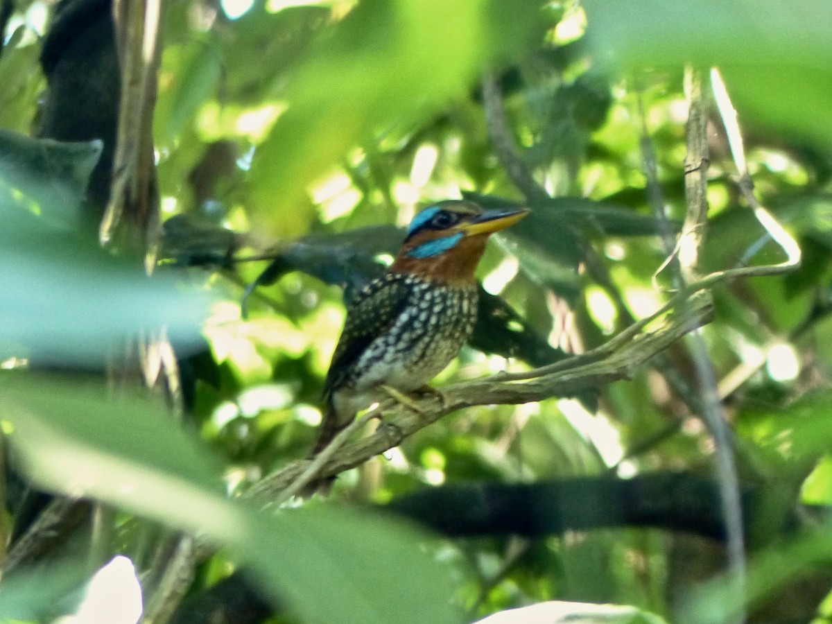 Spotted Kingfisher - ML586398211
