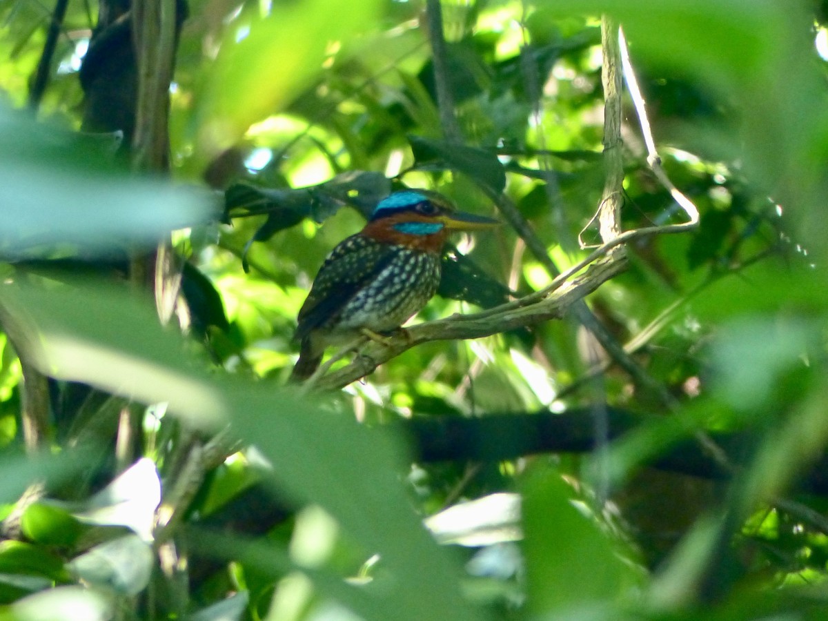 Spotted Kingfisher - ML586398241