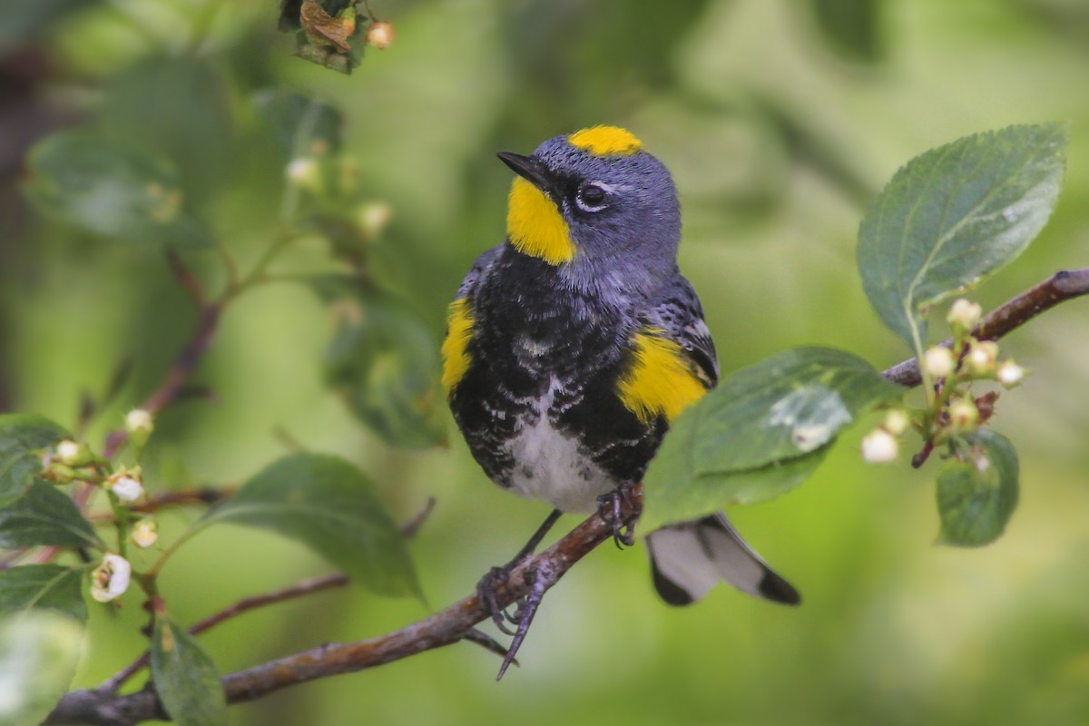Yellow-rumped Warbler (Audubon's) - Matthew Pendleton