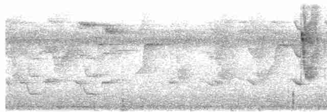 Ерміт мараньянcький [невизнаний вид] - ML586409451