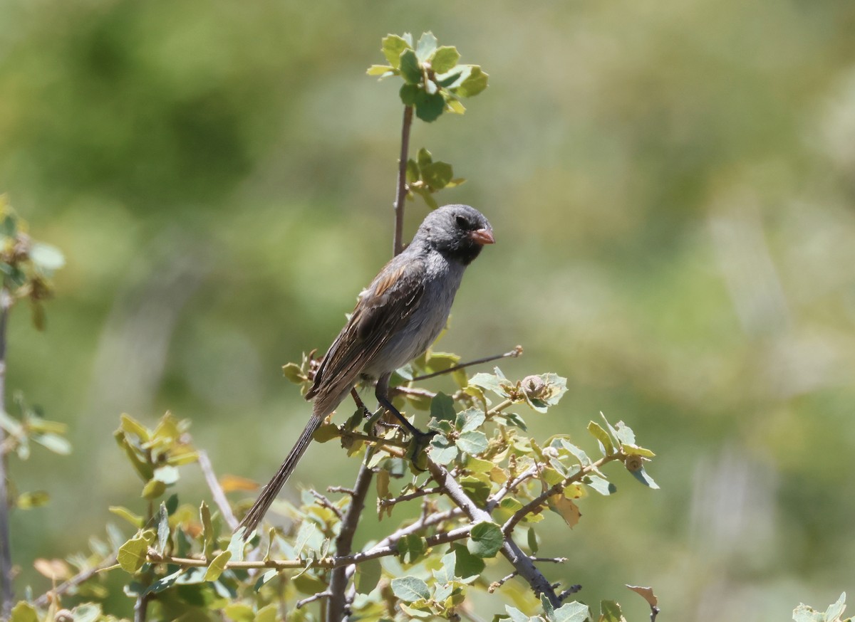 Black-chinned Sparrow - ML586409861